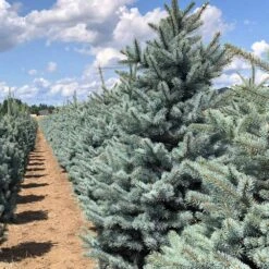 Fat Albert Colorado Blue Spruce -Plant Seed Store Fat albert Blue Spruce 5