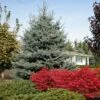 Fat Albert Colorado Blue Spruce -Plant Seed Store Fat albert Blue Spruce FGT 600x600 2967f4b7 777d 4dcb 9133 7fce04685aca