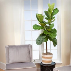 Monstera Deliciosa And Fiddle Leaf Fig Combo -Plant Seed Store Fiddle Leaf Fig 2 FGT
