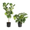 Monstera Deliciosa And Fiddle Leaf Fig Combo -Plant Seed Store Fiddle Swiss Combo 3GMon 3 4 Fig 600x600 1c3c9ad7 692d 418a b0f3 48f3822268e1