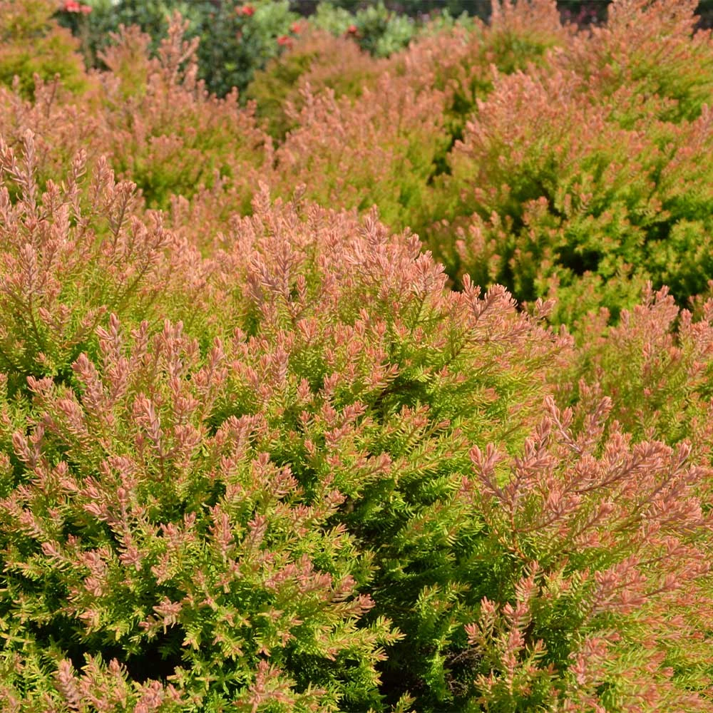Fire Chief™ Thuja Shrub 6 Fire Chief™ Thuja Shrub - Image 4