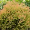 Fire Chiefâ„¢ Thuja Shrub 2 Fire Chiefâ„¢ Thuja Shrub -Plant Seed Store Fire Chief Arborvitae FGT 600x600 37a959d3 8432 48d1 a13c 2918104cceee