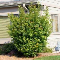 Flame Amur Maple 11 Flame Amur Maple -Plant Seed Store Flame Amur 2