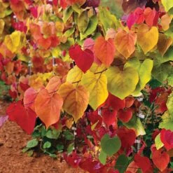 Flame Thrower® Redbud Tree -Plant Seed Store Flame Thrower Redbud 2