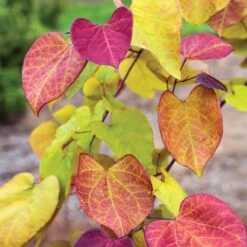 Flame Thrower® Redbud Tree -Plant Seed Store Flame Thrower Redbud 3