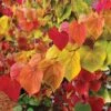 Flame Thrower® Redbud Tree 1 Flame Thrower® Redbud Tree -Plant Seed Store Flame Thrower Redbud 600x600 480479fa 16a8 4f9f 9102 a92703ee89ba