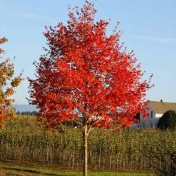 Flashfire® Maple Tree -Plant Seed Store Flashfire Maple 2
