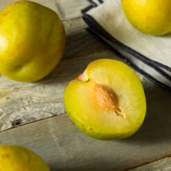 Flavor Queen Pluot® 9 Flavor Queen Pluot® -Plant Seed Store Flavor Queen Pluot 2