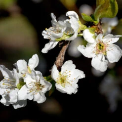 Flavor Queen Pluot® 10 Flavor Queen Pluot® -Plant Seed Store Flavor Queen Pluot 3