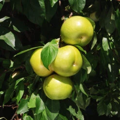 Flavor Queen Pluot® 11 Flavor Queen Pluot® -Plant Seed Store Flavor Queen Pluot 4