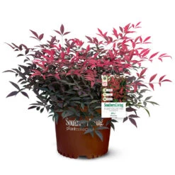 Flirt™ Nandina Shrub -Plant Seed Store Flirt Nandina 5
