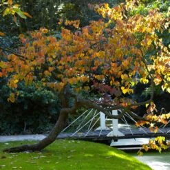 Forest Pansy Redbud -Plant Seed Store Forest Pansy Redbud 2