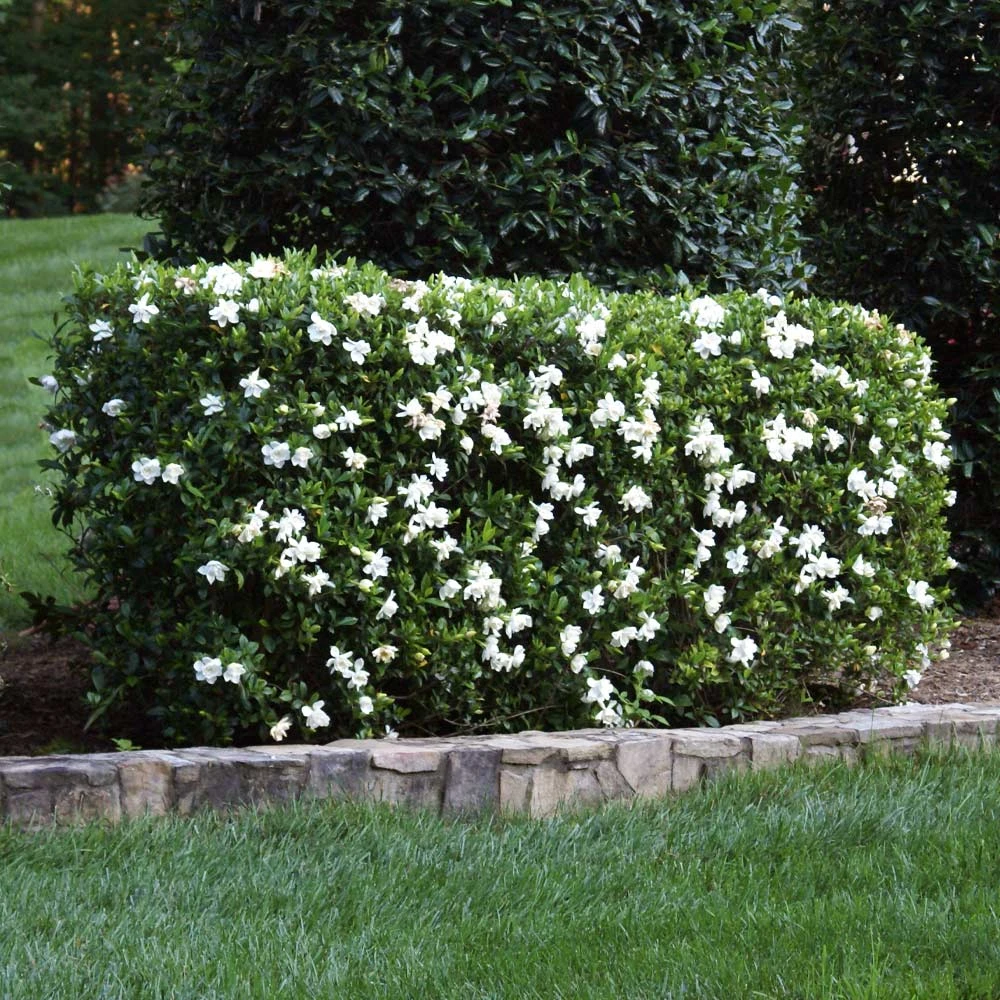 Four Seasons Gardenia Shrub 3 Four Seasons Gardenia Shrub