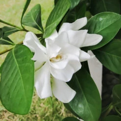 Four Seasons Gardenia Shrub 7 Four Seasons Gardenia Shrub -Plant Seed Store FourSeasons Gardenia 2