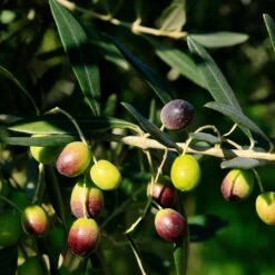 Frantoio Olive Tree 9 Frantoio Olive Tree -Plant Seed Store Frantoio Olive 2 BB