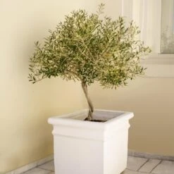 Frantoio Olive Tree 8 Frantoio Olive Tree -Plant Seed Store Frantoio Olive FGT