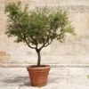 Frantoio Olive Tree -Plant Seed Store Frantoio Olive FGT 600x600 ae78b264 02f3 4f9c a62c 4757ae262c9c