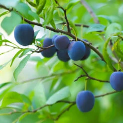 French Prune Tree -Plant Seed Store French Prune Plum 2