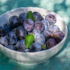 French Prune Tree -Plant Seed Store French Prune Plum 3