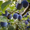 French Prune Tree -Plant Seed Store French Prune Plum 3 600x600 a3c97408 0735 4967 8350 f98df95f31c7