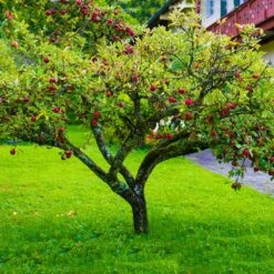 Fuji Apple Tree 9 Fuji Apple Tree -Plant Seed Store Fuji Apple 6 FGT
