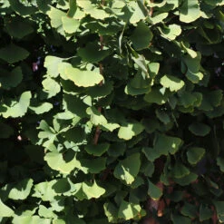 Goldspire™ Ginkgo Tree -Plant Seed Store GOldspire Ginkgo Tree 8