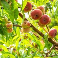 Galaxy Peach Tree -Plant Seed Store Galaxy Peach Tree 3