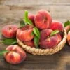 Galaxy Peach Tree -Plant Seed Store Galaxy Peach Tree FGT 600x600 047b27b9 77cc 4e93 b161 92299e95235d