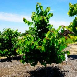 Garden Gems® Emerald Redbud Tree -Plant Seed Store Garden Gems Emerald 3