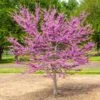 Garden Gems® Emerald Redbud Tree -Plant Seed Store Garden Gems Emerald FGT 600x600 d1ef7a36 461c 405e b528 c0ebf54f8deb