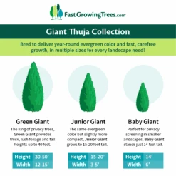 Junior Giant Thuja Tree -Plant Seed Store GiantThujaCollectionGraphic 46da212d 75c4 4b15 9d43 0f7dc11664cd