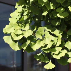 Ginkgo Tree -Plant Seed Store Ginkgo Biloba 5