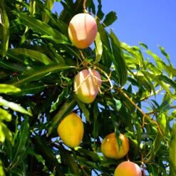 Salsa Kit 11 Salsa Kit -Plant Seed Store Glenn Mango 6