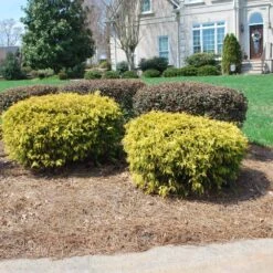 Gold Mop Cypress -Plant Seed Store Gold Mop Cypress 1 FGT