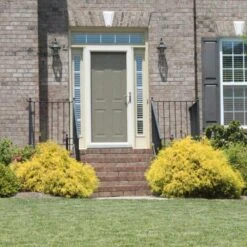 Gold Mop Cypress -Plant Seed Store Gold Mop Cypress 2 FGT