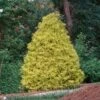 Gold Mop Cypress