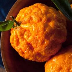 Gold Nugget Mandarin Tree -Plant Seed Store Gold Nugget Manderine Tree 4 FGT