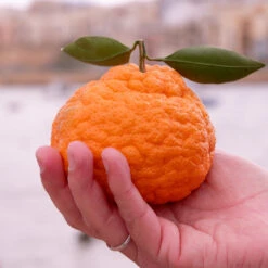Gold Nugget Mandarin Tree -Plant Seed Store Gold Nugget Manderine Tree 7