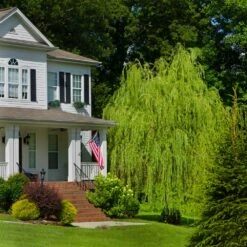 Golden Curls' Corkscrew Willow 10 Golden Curls' Corkscrew Willow -Plant Seed Store Golden Curls Willow 4