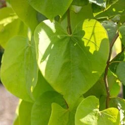 Golden Falls® Redbud Tree -Plant Seed Store Golden Falls Redbud 2