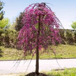 Golden Falls® Redbud Tree -Plant Seed Store Golden Falls Redbud 4
