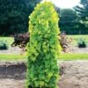 Golden Falls® Redbud Tree -Plant Seed Store Golden Falls Redbud 600x600 a882b66d db87 4959 aab9 4e0f0c68ac07