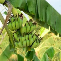 Grand Nain 'Naine' Banana Tree 9 Grand Nain 'Naine' Banana Tree -Plant Seed Store Grand Naine Nain Banana 3 FGT