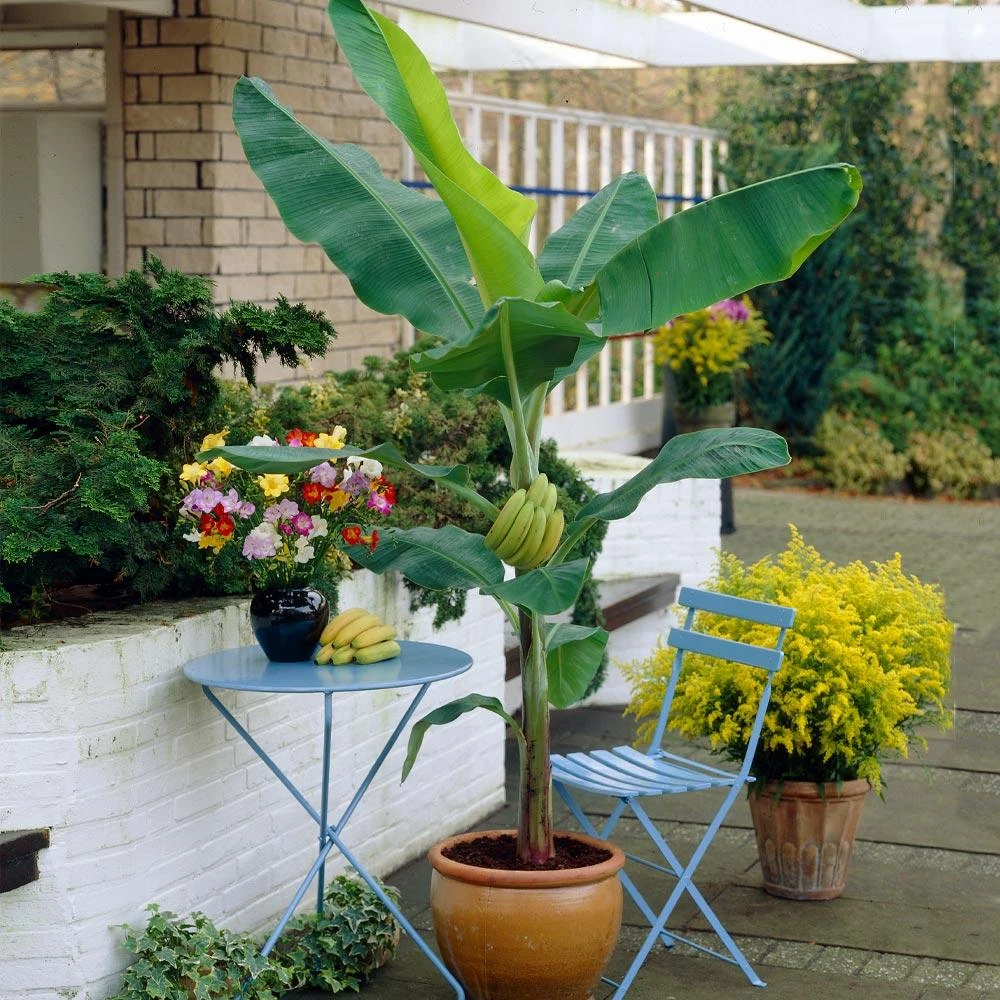 Grand Nain 'Naine' Banana Tree 4 Grand Nain 'Naine' Banana Tree - Image 2