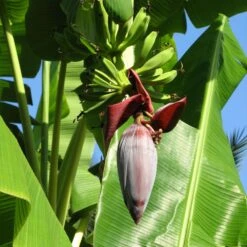 Grand Nain 'Naine' Banana Tree 10 Grand Nain 'Naine' Banana Tree -Plant Seed Store Grand Naine Nain Banana 6