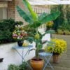 Grand Nain 'Naine' Banana Tree -Plant Seed Store Grand Naine Nain Banana FGT 600x600 ae20a73d 5f5d 4cf4 915c cd72fe2f17a0
