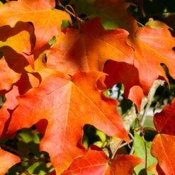 Green Mountain Sugar Maple Tree -Plant Seed Store Green Mountain Sugar Maple 2