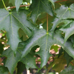 Green Mountain Sugar Maple Tree -Plant Seed Store Green Mountain Sugar Maple 3