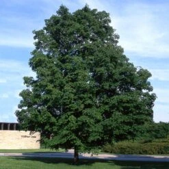 Green Mountain Sugar Maple Tree -Plant Seed Store Green Mountain Sugar Maple 4