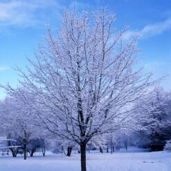 Green Mountain Sugar Maple Tree -Plant Seed Store Green Mountain Sugar Maple 5